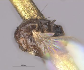 Media type: image;   Entomology 13447 Aspect: habitus lateral view
